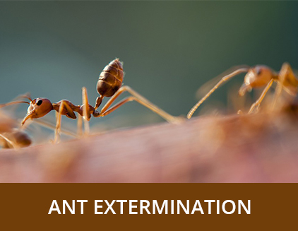 Ant Extermination - ABZ Pest