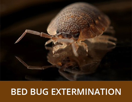 Bed Bug Extermination - ABZ Pest