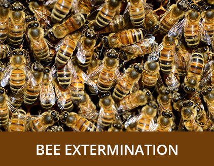Bee Extermination - ABZ Pest