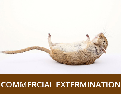 Commercial Extermination - ABZ Pest