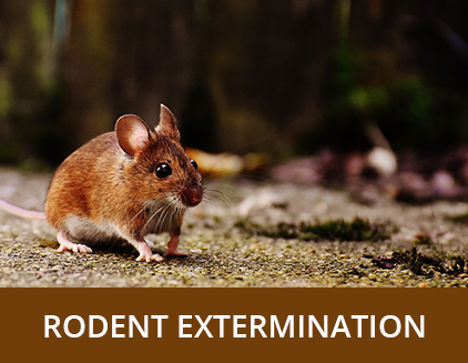 Rodent Extermination - ABZ Pest