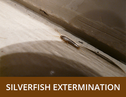 Silverfish Extermination - ABZ Pest