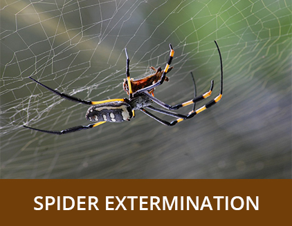 Spider Extermination - ABZ Pest